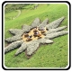 Icon Edelweiss Path